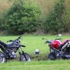 meine beiden \"BELLA´S vor dem Winterschlaf